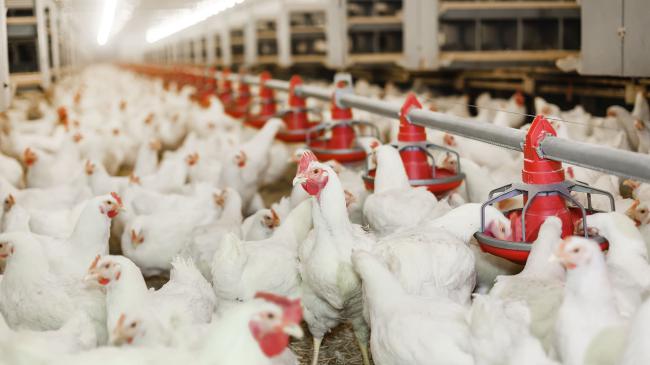 KÜMES HAYVANCILIĞI